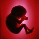 لگد زدن جنین چقدر باید باشد؟