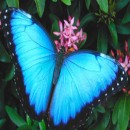 ساخت اسکناس غیرقابل جعل با الهام از بال پروانه