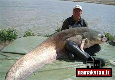 تصاویر و عکس های دیدنی و حیرت آور ماهی های غول پیکر اندازه یک انسان