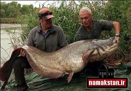 تصاویر و عکس شکار ماهی های بزرگ و عظیم و غول پیکر و هیولا شکل