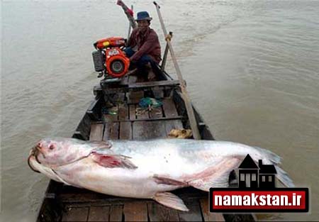 تصاویر و عکس شکار ماهی بزرگ و عظیم اندازه یک قایق پارویی