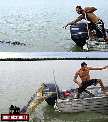 تصاویر و عکس یک قدمی مرگ و حمله تمساح غول پیکر به قایق 