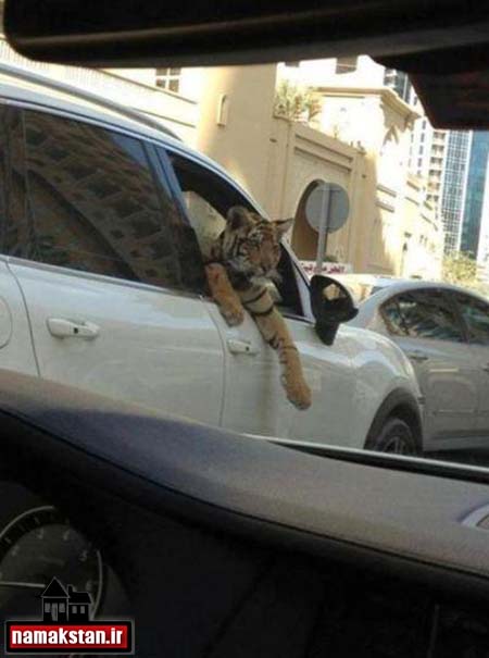 تصاویر و عکس دیدنی حیوان خانگی خطرناک مرگ آفرین در ماشین در دبی