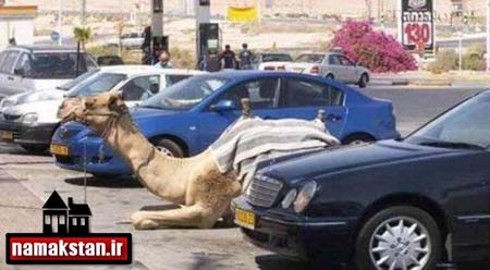 تصاویر و عکس خنده دار پارک کردن شتر در پارکینگ های دبی