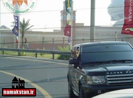 تصاویر و عکس خنده دار ببر در اتومبیل در دبی