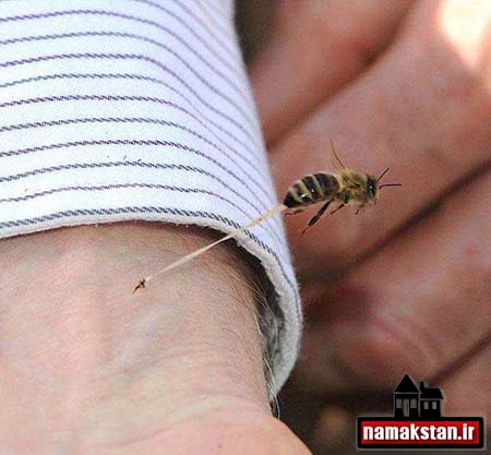 لحظه نیش زدن زنبور عسل + عکس