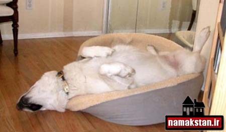 تصاویر و عکس جالب و دیدنی از خوابیدن یک سگ خسته و تنبل