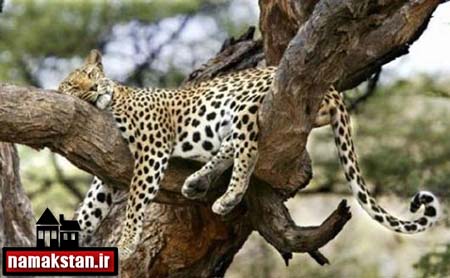 تصاویر و عکس جالب و دیدنی و ناز از خوابیدن یک یوزپلنگ روی درخت