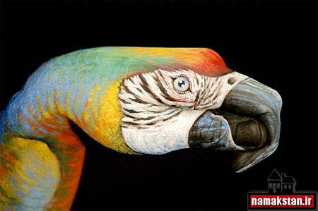 تصاویر و عکس دیدنی و زیبای طوطی بر روی دست انسان