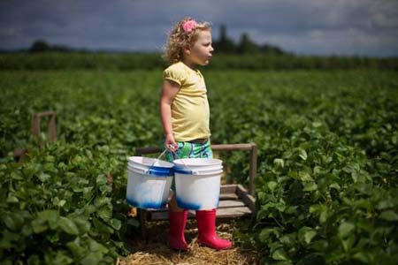  کشاورز کوچک در مزرعه توت فرنگی- اورگن، آمریکا