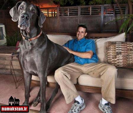 بزرگ و عظیمترین سگ خانگی جهان + تصاویر و عکس ها
