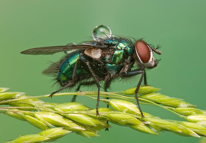 تصاویر و عکسهای حیرت انگیز از کلوزآپ حشرات