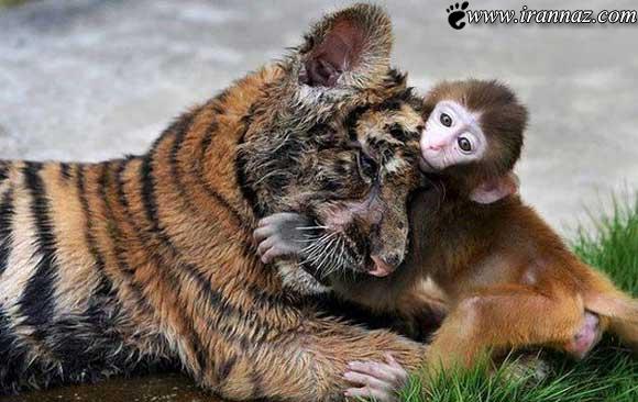 تصاویر و عکسهای خنده دار از دنیای حیوانات